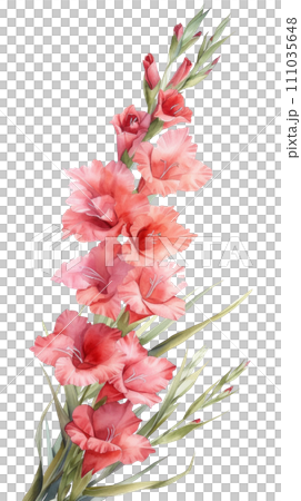 Beautiful watercolor bouquet of gladioli isolated 111035648