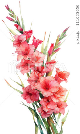 Beautiful watercolor bouquet of gladioli isolated 111035656