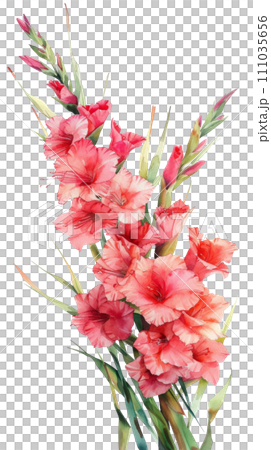 Beautiful watercolor bouquet of gladioli isolated 111035656
