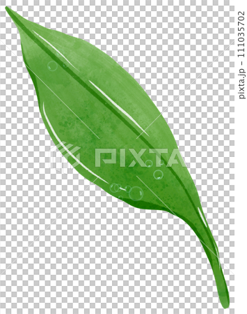 green leave with drop of water Hand Drawn Watercolor illustration of spring flowers botanical drawing postcards, invitations to weddings, birthdays, spring and summer 111035702