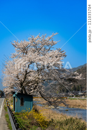 満開のソメイヨシノとバス停と大屋川2　兵庫県養父市 111035784