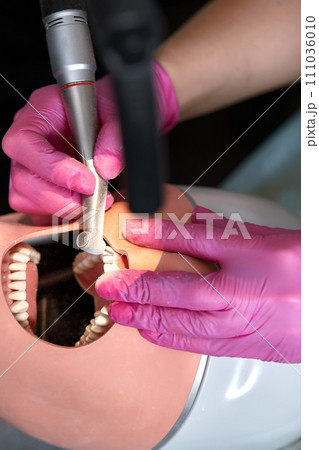 Close-up of dentist hands who is learning to treat teeth on human head mannequin. Hands of female medical student in pink sterile gloves holding a dental drill. Stomatology and orthodontics concept. 111036010