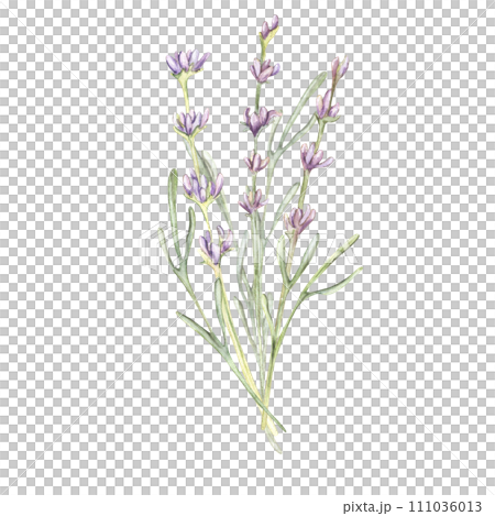 flowers Lavender bouquet flowers Lavender bouquet 111036013