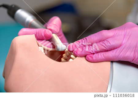 Close-up of dentist hands who is learning to treat teeth on human head mannequin. Hands of female medical student in pink sterile gloves holding a dental drill. Stomatology and orthodontics concept. 111036018