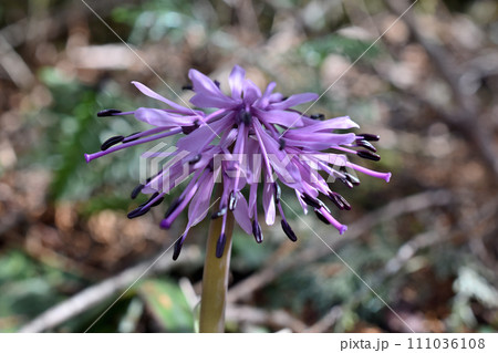 春の訪れを告げるショウジョウバカマ 111036108