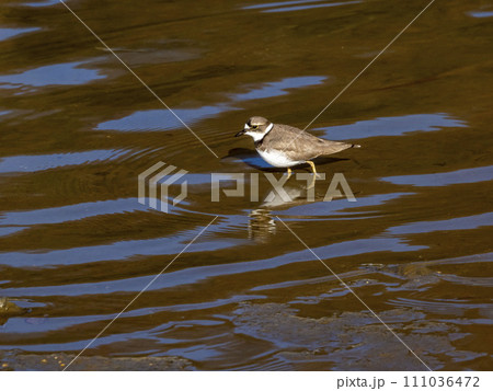 川にいるイカルチドリ 111036472