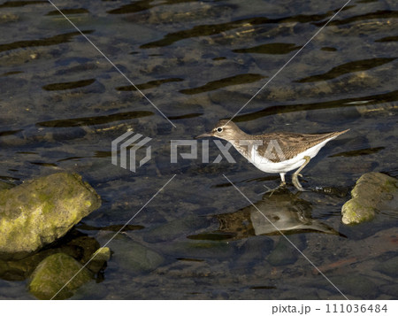 川に居るイソシギ 111036484