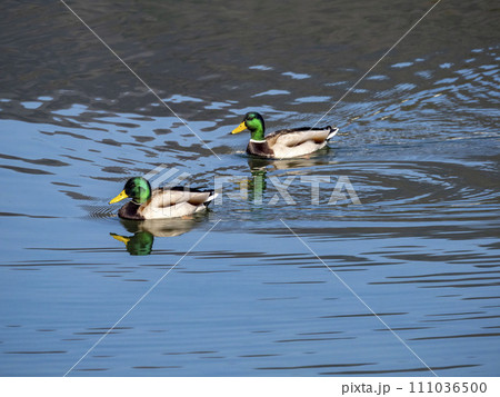 水に浮かぶ二羽のオスのマガモ 111036500