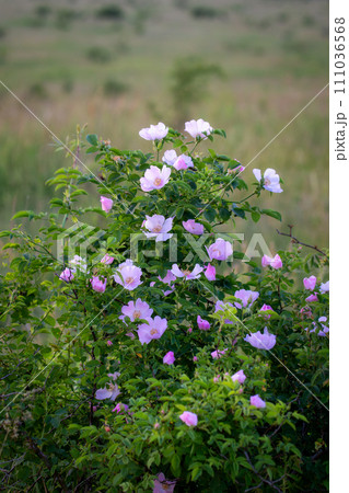 Beautiful blooming wild rose bush (Rosa canina) Beautiful blooming wild rose bush (Rosa canina) 111036568