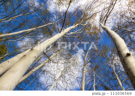 Nice old sycamore trees from below in a sunny day Nice old sycamore trees from below in a sunny day 111036569