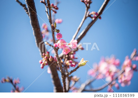 青空に映える梅の花 111036599