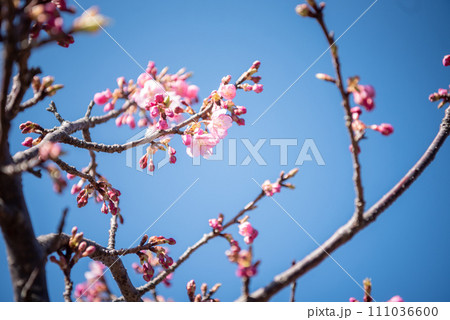青空に映える梅の花 111036600