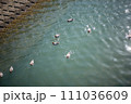 川面に浮かぶ鳥たち 111036609