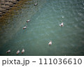 川面に浮かぶ鳥たち 111036610