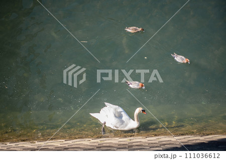 海面に浮かぶカモメ 111036612