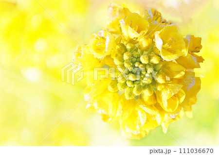 菜の花 菜の花 111036670