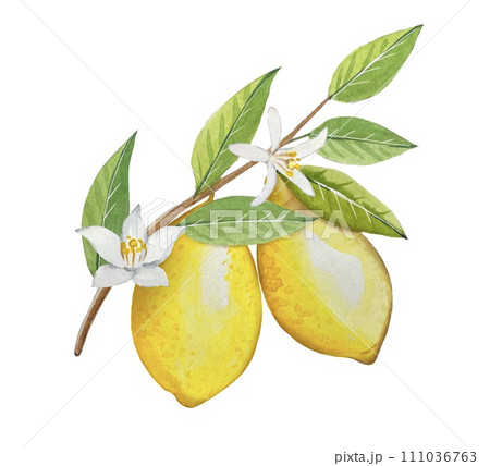 Watercolor twig with ripe lemons and flowers, hand drawn illustration 111036763