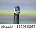 鳥綱 目元 目 111036865