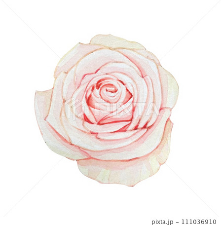 Delicate pink rose, watercolor illustration Delicate pink rose, watercolor illustration 111036910