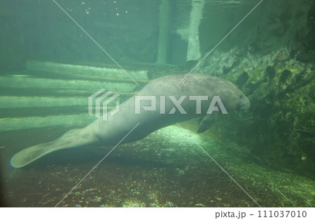 マナティ 111037010