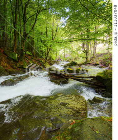 water stream in the beech forest among rocks. nature scenery in spring on a sunny day. beauty of carpathian nature 111037049