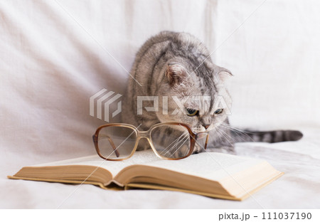 Cute cat plays with glasses and open books close up Cute cat plays with glasses and open books close up 111037190