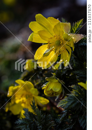 早春の光を浴びて輝くフクジュソウ 早春の光を浴びて輝くフクジュソウ 111037870