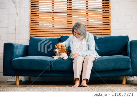 In their pension years, a woman and her Beagle puppy find solace in the living room. Their smiles and warmth showcase the beauty of companionship, making their home a haven of happiness. Pet love 111037871