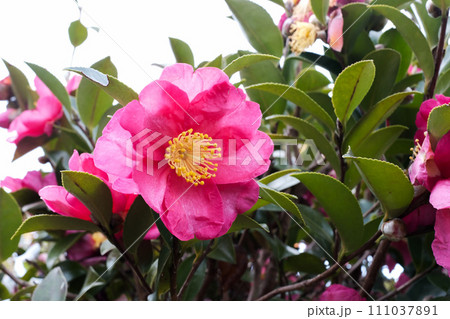 赤いサザンカの花 赤いサザンカの花 111037891