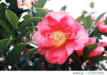 赤い山茶花 赤い山茶花 111037892