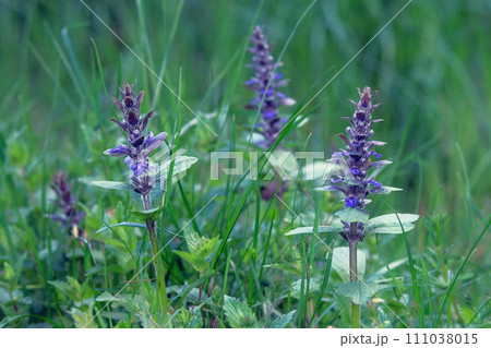 Purple blooming nature background. Medicinal healthy herb. Wild Agastache in summer green meadow. Green leaves in forest. Purple blooming nature background. Medicinal healthy herb. Wild Agastache in summer green meadow. Green leaves in forest. 111038015