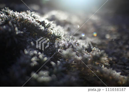 霜降る朝、凍える寒さの中の煌めき（虹の玉 5 横） 111038187