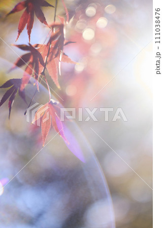 赤く色づいたモミジ の葉 111038476