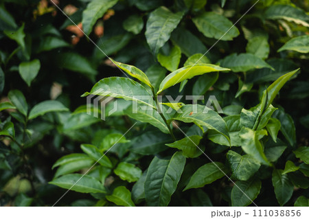 green tea leaves in the garden evening natural light green tea leaves in the garden evening natural light 111038856