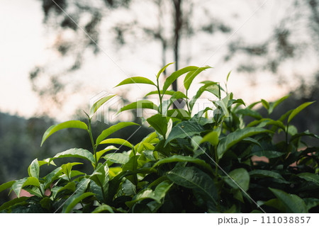 green tea leaves in the garden evening natural light green tea leaves in the garden evening natural light 111038857