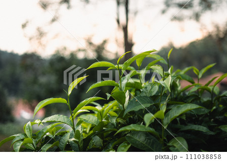green tea leaves in the garden evening natural light green tea leaves in the garden evening natural light 111038858