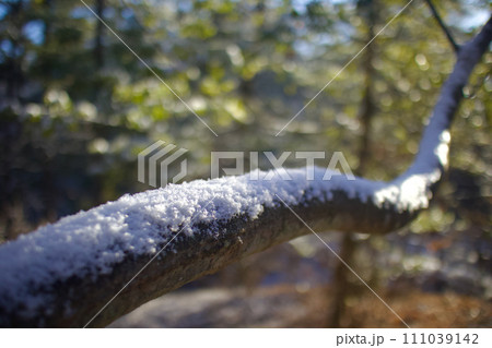 枝の上、雪、小鳥でも、とまれば素敵なのになぁ 111039142