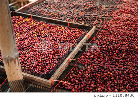 Coffee cherry beans are drying in the greenhouse Coffee cherry beans are drying in the greenhouse 111039430