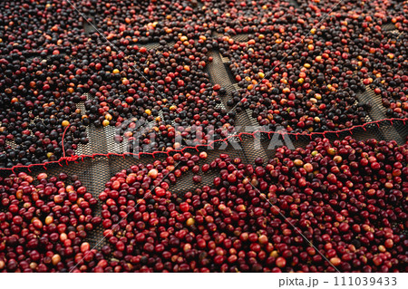 Coffee cherry beans are drying in the greenhouse 111039433
