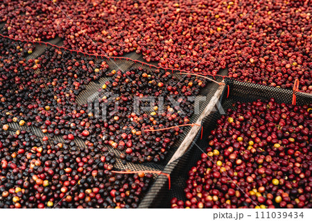 Coffee cherry beans are drying in the greenhouse Coffee cherry beans are drying in the greenhouse 111039434