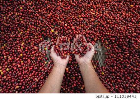 Coffee cherry beans in hand checking for good coffee beans 111039443