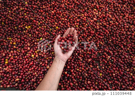 Coffee cherry beans in hand checking for good coffee beans 111039448
