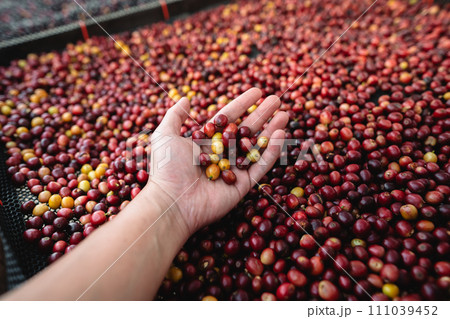 Coffee cherry beans in hand checking for good coffee beans Coffee cherry beans in hand checking for good coffee beans 111039452