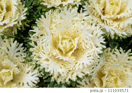 葉ボタン 111039571