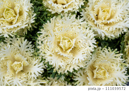 葉ボタン 111039572