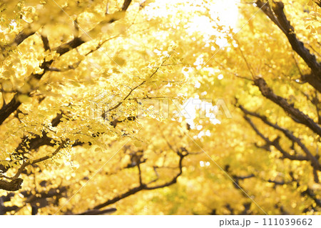 黄色く色付いた明治神宮外苑のいちょう並木 111039662