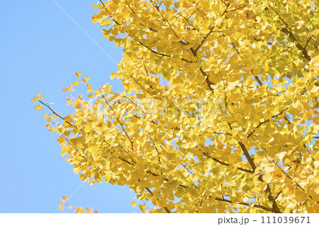 黄色く色付いたイチョウの葉 111039671