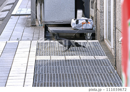 日本の横浜都市景観 コンビニ出入口で餌を見つけ、周囲を警戒しながら狙うカラス=横浜市内 日本の横浜都市景観 コンビニ出入口で餌を見つけ、周囲を警戒しながら狙うカラス=横浜市内 111039672