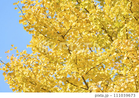 黄色く色付いたイチョウの葉 111039673