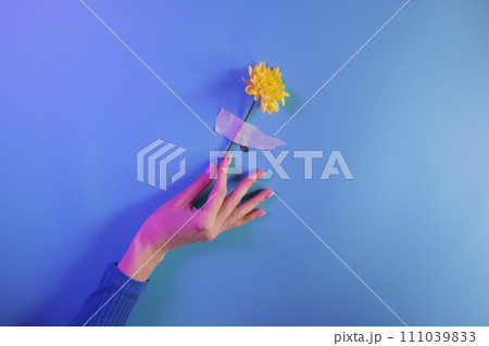 Woman's hand holds a flower taped to blue wall Woman's hand holds a flower taped to blue wall 111039833